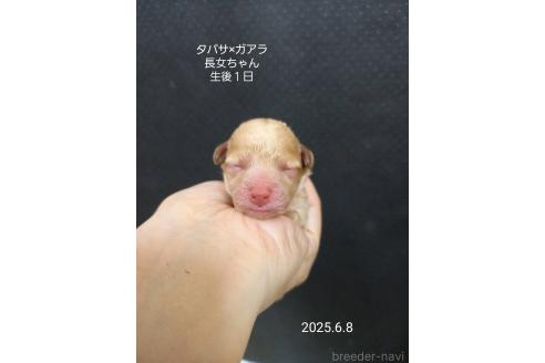 販売中の大阪府のタイニープードル-392217の3枚目