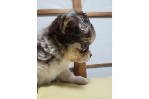 成約済の千葉県のチワワ(ロングコート)-390598の10枚目