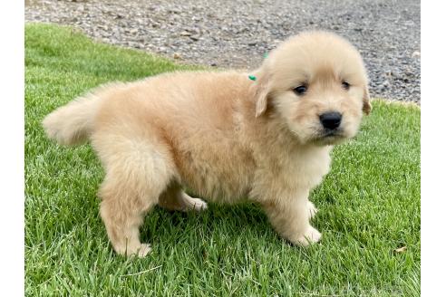 販売中の茨城県のゴールデンレトリーバー-392228の3枚目