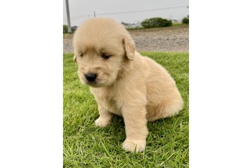 販売中の茨城県のゴールデンレトリーバー-392230の7枚目