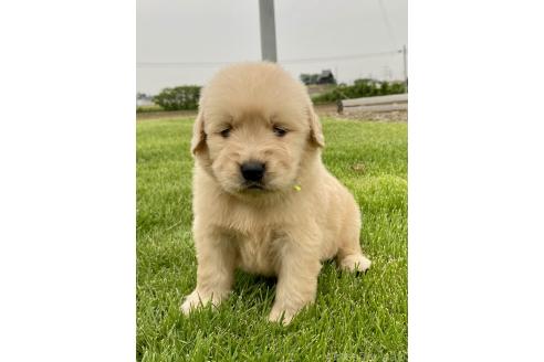 販売中の茨城県のゴールデンレトリーバー-392230の5枚目