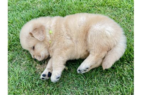販売中の茨城県のゴールデンレトリーバー-392230の4枚目