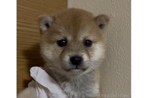 成約済の愛知県の豆柴-389202の4枚目