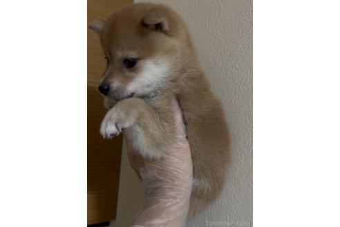 成約済の愛知県の豆柴-389202の3枚目