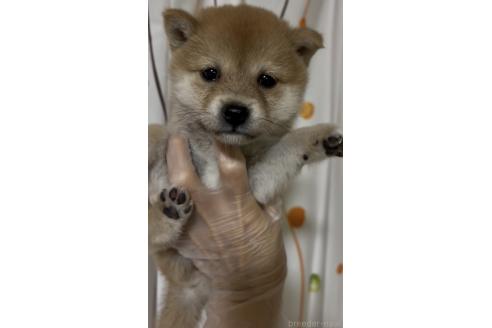 成約済の愛知県の豆柴-389202の2枚目