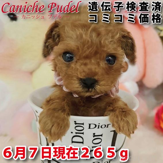 販売中の岐阜県のティーカッププードル-392232