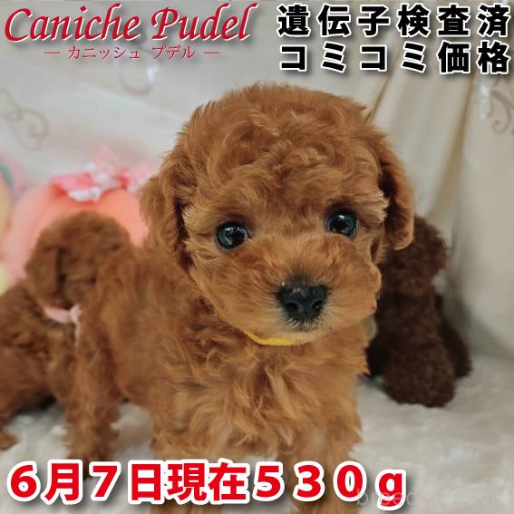 販売中の岐阜県のタイニープードル-392233