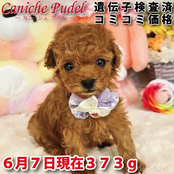 販売中の岐阜県のティーカッププードル-392234