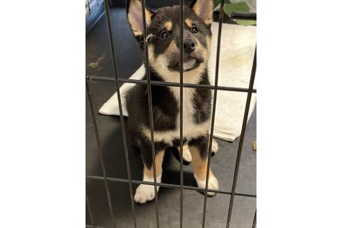 成約済の大阪府の柴犬-390815の7枚目