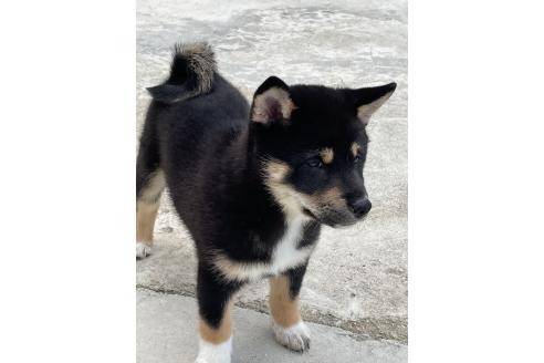 成約済の大阪府の柴犬-390815の6枚目
