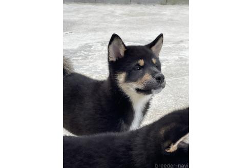 成約済の大阪府の柴犬-390815の5枚目
