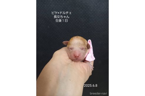 販売中の大阪府のタイニープードル-392207の6枚目