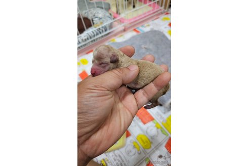 販売中の大阪府のタイニープードル-392207の4枚目