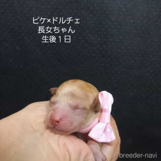 販売中の大阪府のタイニープードル-392207の1枚目
