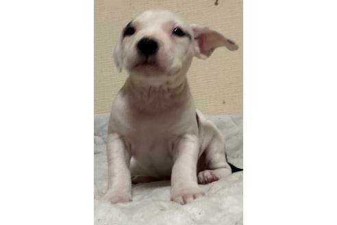 販売中の神奈川県のアメリカンピットブルテリア-390471の2枚目
