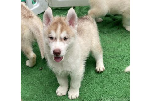 販売中の静岡県のシベリアンハスキー-388104