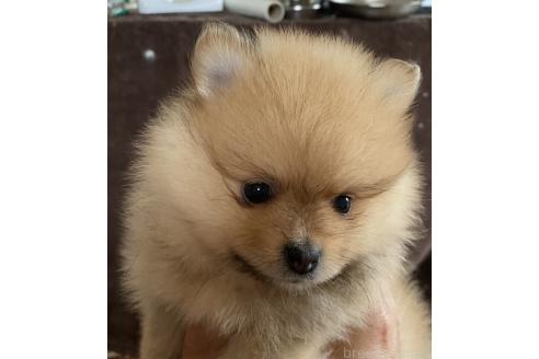 販売中の広島県のポメラニアン-387600の2枚目