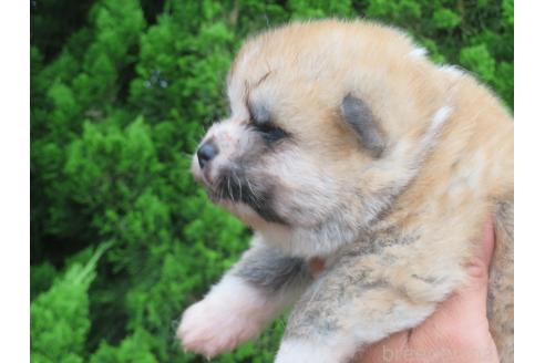 販売中の香川県の秋田犬-392101の3枚目