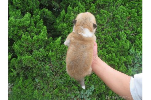 販売中の香川県の秋田犬-392101の2枚目