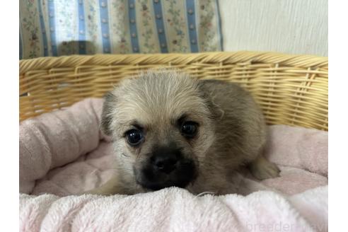 販売中の岡山県のミックス犬-388045の7枚目