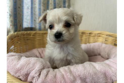 商談中の岡山県のミックス犬-388048の5枚目