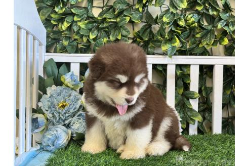 販売中の茨城県のアラスカンマラミュート-392104の5枚目