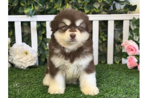販売中の茨城県のアラスカンマラミュート-392104の4枚目