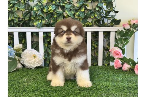 販売中の茨城県のアラスカンマラミュート-392104の3枚目