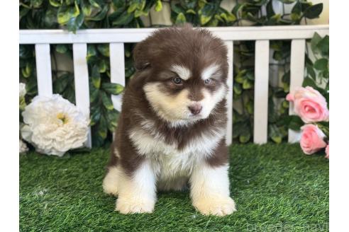 販売中の茨城県のアラスカンマラミュート-392104の2枚目