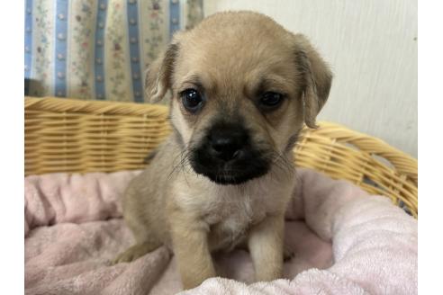 販売中の岡山県のミックス犬-388051の8枚目