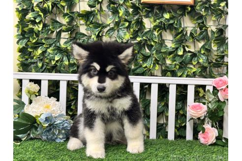 販売中の茨城県のアラスカンマラミュート-392105の6枚目