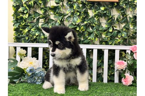 販売中の茨城県のアラスカンマラミュート-392105の4枚目