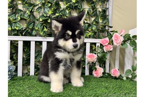 販売中の茨城県のアラスカンマラミュート-392105の3枚目
