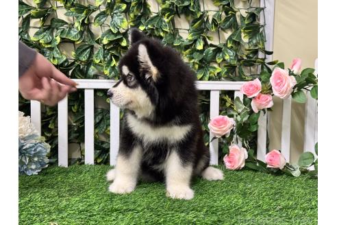 販売中の茨城県のアラスカンマラミュート-392105の2枚目