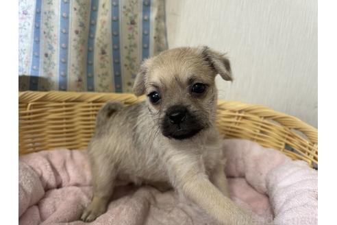 販売中の岡山県のミックス犬-388052の7枚目