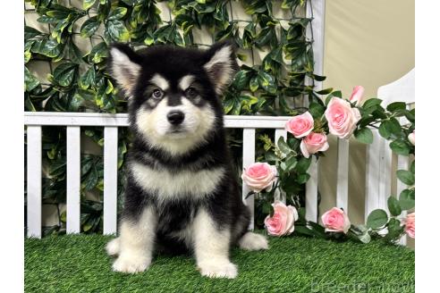 販売中の茨城県のアラスカンマラミュート-392107の4枚目
