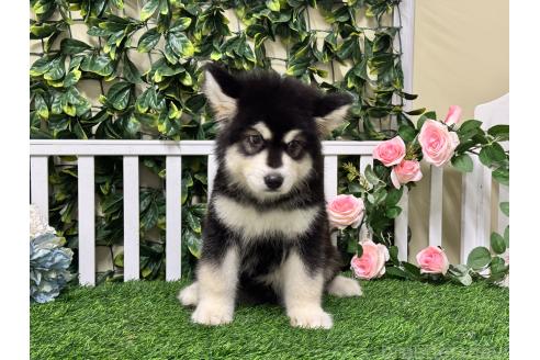 販売中の茨城県のアラスカンマラミュート-392107の2枚目