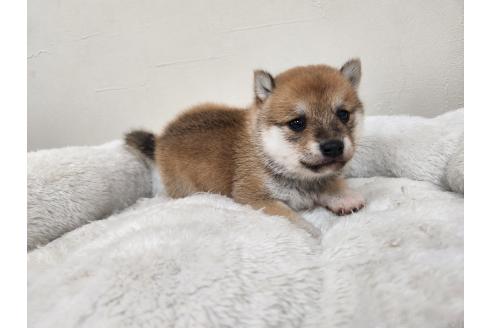 販売中の熊本県の豆柴-392112の7枚目