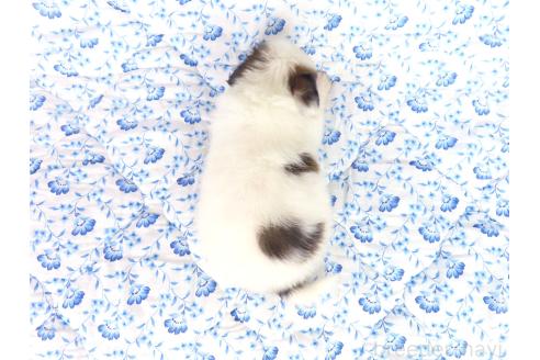 成約済の千葉県のパピヨン-389312の6枚目