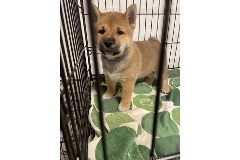 成約済の大阪府の柴犬-390817の14枚目