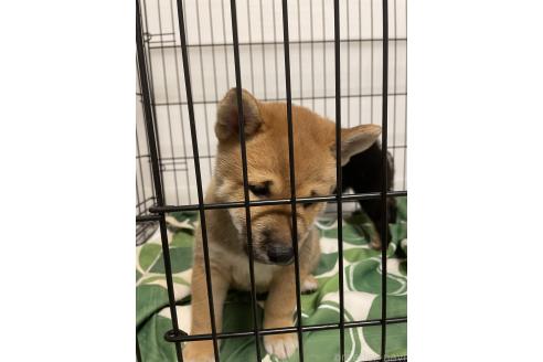 成約済の大阪府の柴犬-390817の13枚目