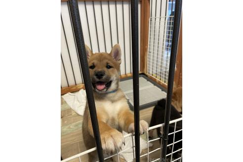 成約済の大阪府の柴犬-390812の9枚目