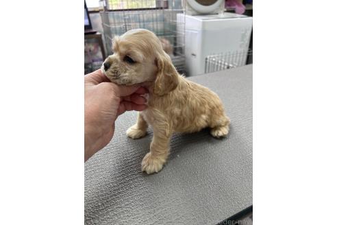 販売中の鹿児島県のアメリカンコッカースパニエル-392258の5枚目