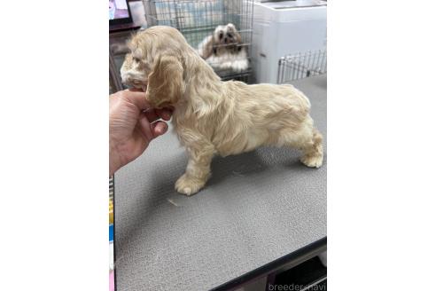 販売中の鹿児島県のアメリカンコッカースパニエル-392262の4枚目