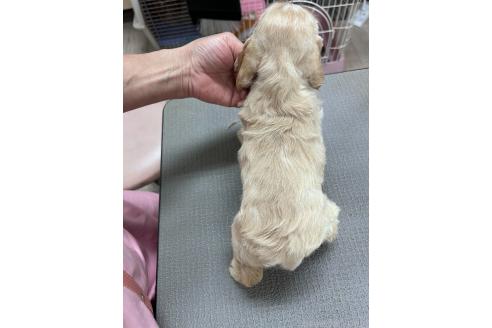 販売中の鹿児島県のアメリカンコッカースパニエル-392262の3枚目