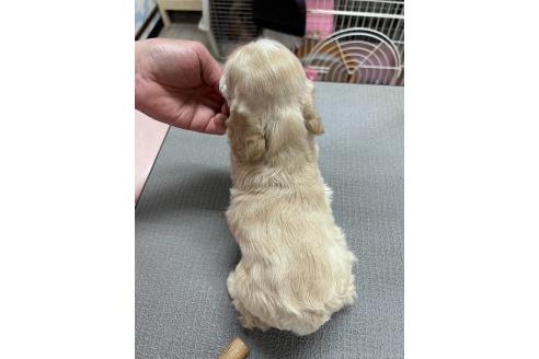 販売中の鹿児島県のアメリカンコッカースパニエル-392264の3枚目