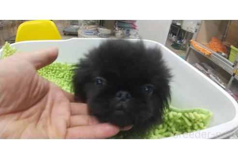 販売中の愛知県のペキニーズ-370104の3枚目