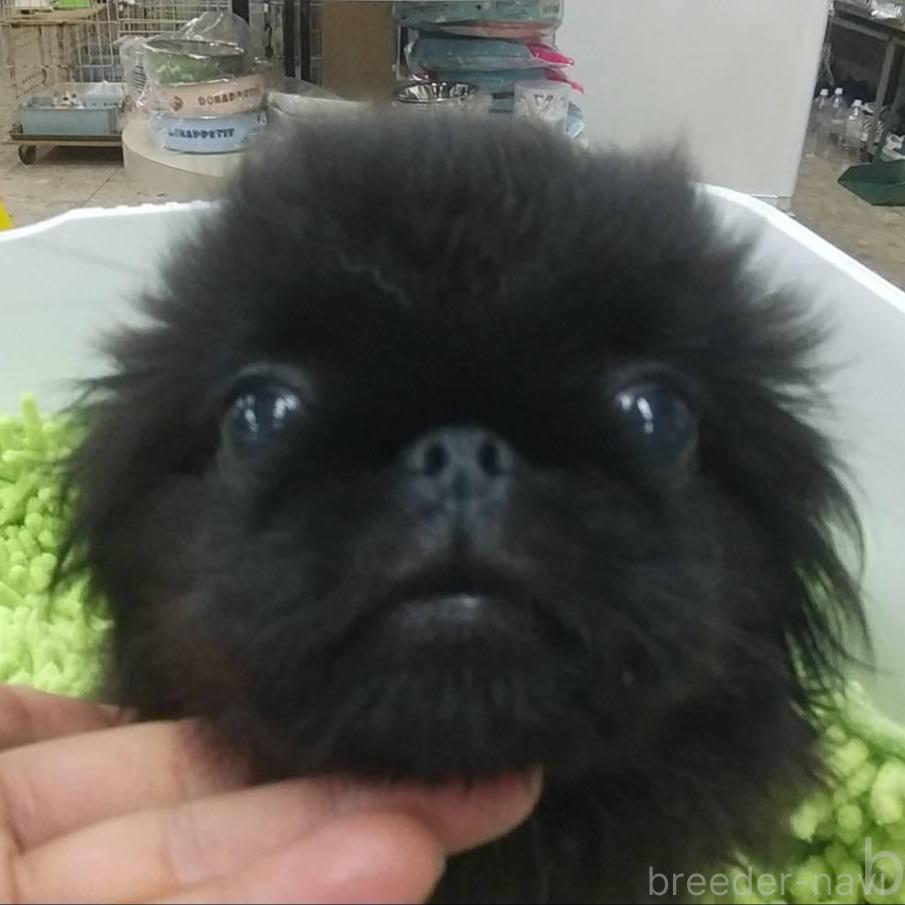 販売中の愛知県のペキニーズ-370104