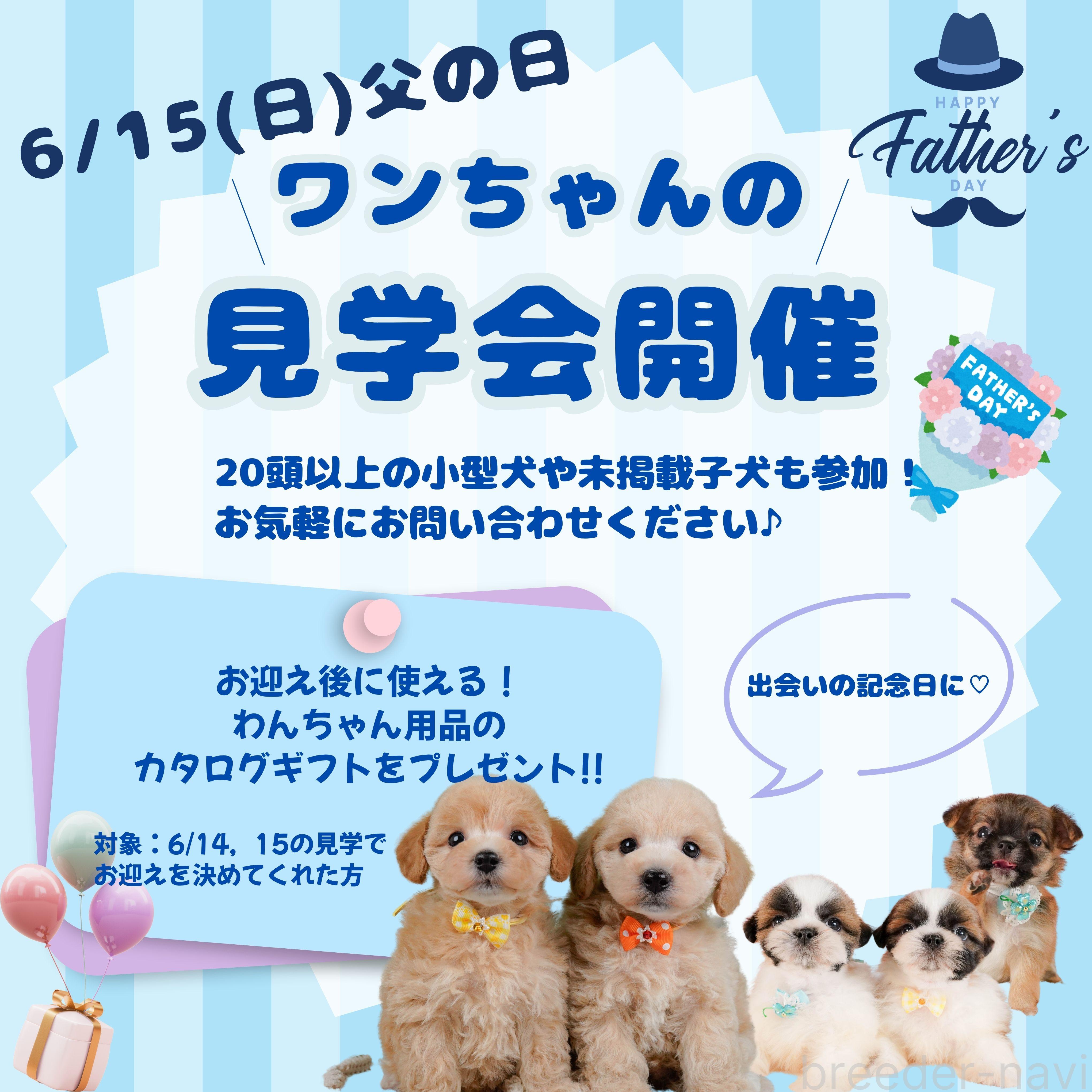 販売中の静岡県のマルプー:マルチーズ×トイプードル-381698の3枚目
