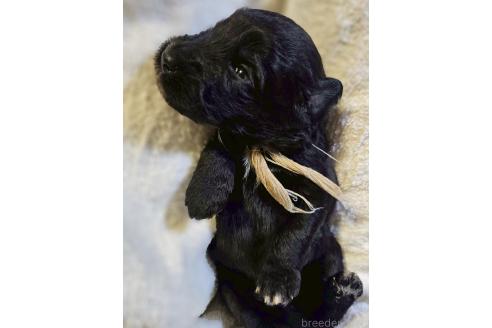 販売中の長野県のミックス犬-392286の4枚目